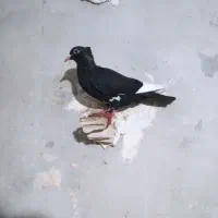 کفتر.کبوتر