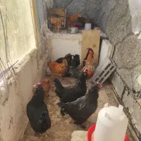 مرغ و خروس و جوجه