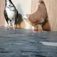 کبوتر دم سفید خوشرنگ وکله ای|پرنده|برازجان, |دیوار