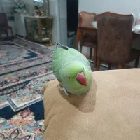 فروش طوطی ملنگو و مرغ مینا