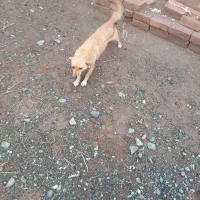 پاکوتاه|سگ|نیشابور, مازول|دیوار