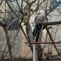 هرس قطع  انواع درختان با اره برقی ،علفزنی،سمپاشی