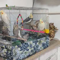 عروس هلندی لوتینو و خاکستری