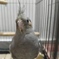 عروس هلندی