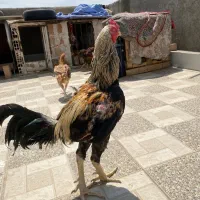 خروس لاری