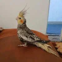 پرنده دستی|پرنده|شیراز, شهرک پرواز|دیوار