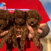 تاینی توی پودل دارک رد