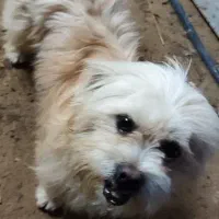 واگذاری سگ شیتزو