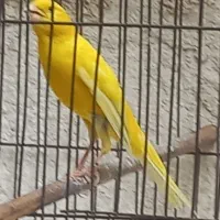 قناری طلایی نر مست شلاق بخون