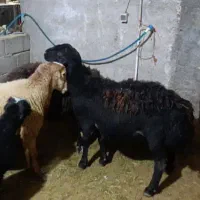 گوسفند