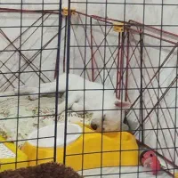 توله سگ پامر