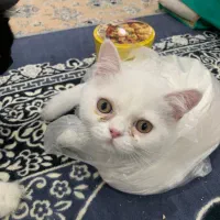 واگذاری بچه گربه|گربه|ایلام, |دیوار