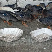 مرغ و خروس و اردک|حیوانات مزرعه|همدان, |دیوار