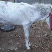 اسب|حیوانات مزرعه|ساری, |دیوار