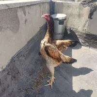 لاری اوشامو