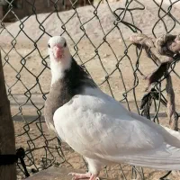 تیله سرکه ای