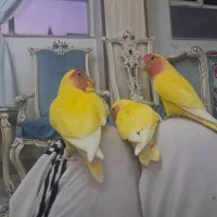 طوطی برزیلی مولد بادوتاجوجه برایی آموزش دوستی کردن|پرنده|کرج, شهرک جهان آرا|دیوار