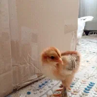 جوجه لاری برهما محلی گلین مرندی