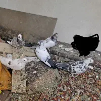 چندجفت مولد سرتخم