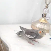 عروس هلندی سرحال  شیطون  دستی