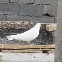 تهرونی چش نوک|پرنده|فارسان, |دیوار