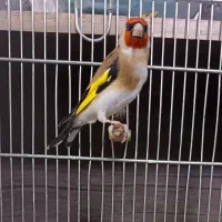 سهره های آنتیک اصل جنس