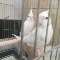 چهارعدد تخم هم دارند