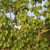 باغ روستای راهجرد(سه راهی آشتیان)|فروش زمین و ملک کلنگی|قم, نیروگاه|دیوار