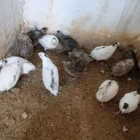 بلدرچین بالغ