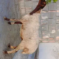 گوسفند داشتی