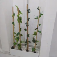 باکس گل یا فلاور باکس ام دی اف