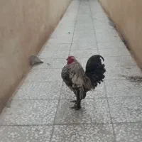 معاوضه داریم