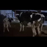 گاو وگوساله سیمینتال|حیوانات مزرعه|ماهیدشت, |دیوار