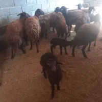 تعداد ۱۰راس گوسفند