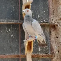 کبوتر|پرنده|شیبکوه (فارس), |دیوار