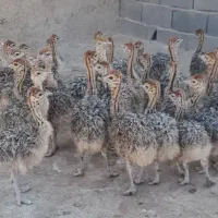 توضیحات پایین جوجه تخم مرغ شترمرغ