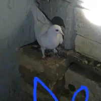 کبوتر