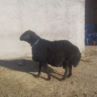 قوچ قره قزل سن ۳۶ ماهه