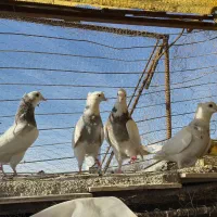 ۴عدد طوقی|پرنده|یزد, |دیوار