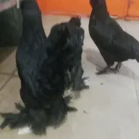 مرغ وخروس مرندی