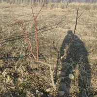 هرس وشخم پای درختان توسط دانشجوباغبانی|خدمات باغبانی و درختکاری|مشگین شهر, |دیوار