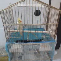 یک جفت عروس با قفس نو