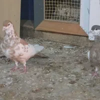 چپ دم رنگی|پرنده|بجنورد, |دیوار