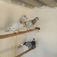 هفت رنگ خطی|پرنده|چهارباغ, |دیوار