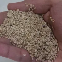 کنجد طلایی بدون پوست