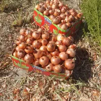 بذر پیاز فلات