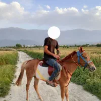 دو عدد اسب نر ماده