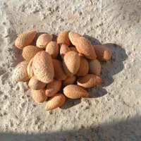 بادام صد در صد ارگانیک آب خورده