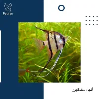 انواع ماهی آنجل