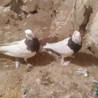 سلام چنتا طوقی فروشی نر ماده|پرنده|ملک‌آباد, |دیوار